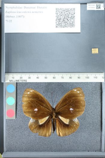 Media type: image;   Entomology 158401